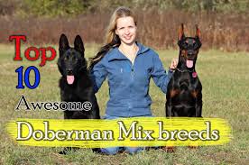 This cross or mix is not a dog for the meek and mild owner; Top 10 Awesome Doberman Mix Breeds Cross Breeds