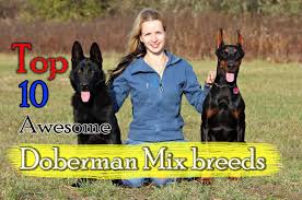 The doberman shepherd looks attractive because of their athletic built. Top 10 Awesome Doberman Mix Breeds Cross Breeds