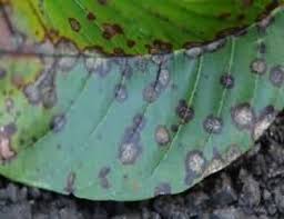 Pest vs insect there is some relationship between pests and insects as some pests are insects. à¤…à¤¨ à¤° à¤• à¤«à¤¸à¤² à¤• à¤ª à¤°à¤® à¤– à¤° à¤— à¤¤à¤¥ à¤‰à¤¨à¤• à¤¨ à¤¦ à¤¨ à¤• à¤¤à¤° à¤• Krishisewa