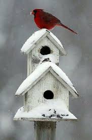 Small Birds That Look Like Cardinals Pin By Finch Rest On Cardinals Robins Cardinal Birds Beautiful Birds Bird Houses
