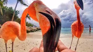 Select from premium flamingo beach aruba of the highest quality. Flamingo Beach Aruba Youtube