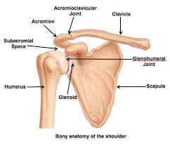 As a ball and socket synovial. Shoulder Bone Anatomy