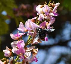 Image result for Millettia bussei