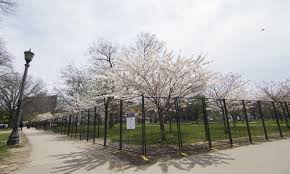 The park sits atop the now buried garrison creek and features three ball diamonds, eight tennis courts. Fenced Off Cherry Blossoms Seen At Trinity Bellwoods Park In Toronto Canada Global Times