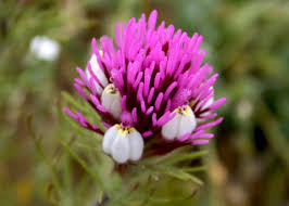 Image result for Ottelia exserta