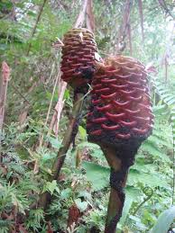 Image result for Siphonochilus kilimanensis