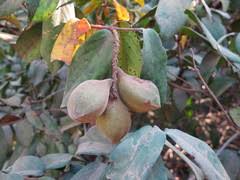 Image result for Combretum schumannii
