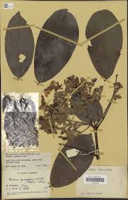 Image result for Berlinia grandiflora