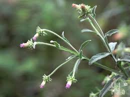 Image result for Laggera