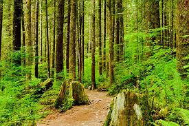 This trail goes by ranger's office, trail map, two rivers & the tale of two rivers, lower falls, lower w… #1 hike out of 12 in wallace falls state park |. Wallace Falls Railway Trail Washington Trails Traillink