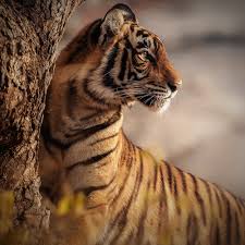 The tiger e is the late production model of the tiger i featuring steel road wheels and zimmerit paste on the armour. Royal Bengal Tiger Vanishing Treasures