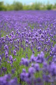 Lavender Farm Hokkaido Japan By N Lavender Flowers Lavender Fields Lavender Plant