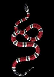 🔻 télécharger image pour fond d'écran gucci, chaussures, bottes de cowboy gratuit pour ordinateur ou téléphone mobile ️ qualité hd,4k 👆 Gucci Iphone Xr Wallpapers Wallpaper Cave
