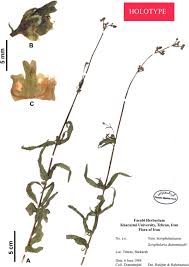 Image result for Mimulopsis