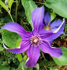 Maybe you would like to learn more about one of these? Clematis Integrifolia Wikipedia
