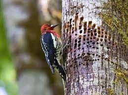 The northern form, resident from alaska to oregon, is redder on the head and has less white on the back. Red Breasted Sapsucker Identification All About Birds Cornell Lab Of Ornithology
