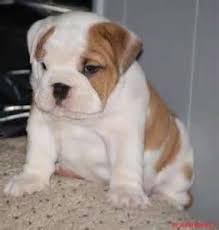 Oklahoma City Pets Craigslist In 2020 City Pets Craigslist Pets Pets