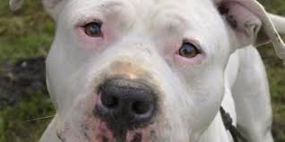 Ein hundewelpe durchläuft ab der geburt mehrere soziale entwicklungsphasen. Seelze Neun Von Elf Pitbull Welpen Wieder Da Haz Hannoversche Allgemeine