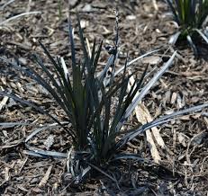 This grass variety is robust, hardy, and handles all types of you don't have to worry about planting mondo grass in a shady area, as the roots spread rapidly. Black Mondo Grass Mike S Backyard Nursery