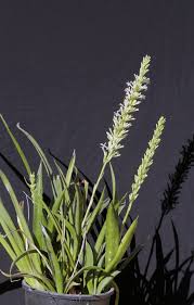 Image result for Sansevieria dooneri