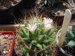 They like fast draining soil, bright light(filtered sun or shade), water only when the soil dries. Mammillaria Camptotricha Photos Free Royalty Free Stock Photos From Dreamstime