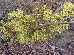 Image result for Cissus cornifolia