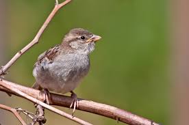Bildergebnis für sperling