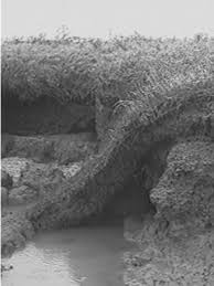 Image result for Sarcocornia decumbens