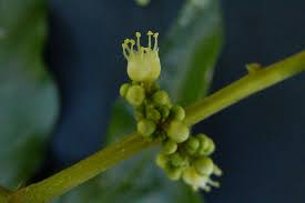 Image result for Sapindus saponaria