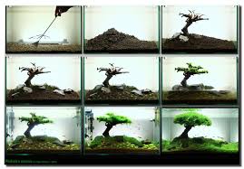 How Its Done Live Aquarium Plants Planted Aquarium Aquarium