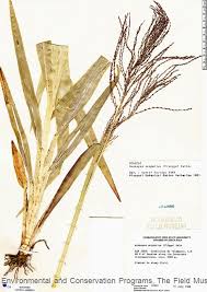 Image result for Axonopus