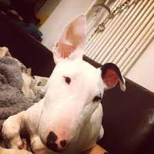 day61 匆忙的中午迟到的赴约前 没有留意阿木木悄悄立起的一只耳 晚上回来细心的爸爸告知才惊觉 加油木木 另一只耳朵喔 2014 12 11阿木木身体微妙变化的里程碑