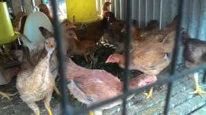 Masyarakat sendiri mengenalnya sebagai ayam kampung sebab ayam ini merupakan ayam yang khasnya hidup diperkampungan atau pedesaan. Ayam Kampung Kacuk Makan Dedak Kerbau Makan Rumput Kembara Dari Rumah