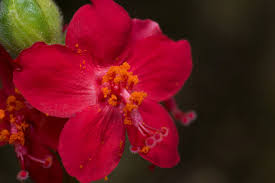 Image result for Hibiscus aponeurus