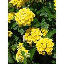 Monrovia 3 Quart In Pot Chapel Hill Yellow Lantana P16548 Lowes Com Yellow Lantana Patio Trees Lantana