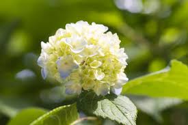 Hydrangeas are a timeless favorite in english gardens and farmhouse country gardens. We Bet You Didn T Know This About White Hydrangeas Gardenerdy