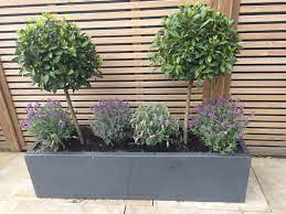Beautiful Bay Trees Teamed With Lavender In A Stylish Grey Rectangular Pot Patio Planters Porch Planters Porch Flowers