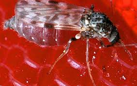 Sakit tenggorokan merupakan infeksi yang menyebabkan rasa nyeri, gatal, dan iritasi pada tenggorokan. Blutang Demam Catarrhal Dari Baka Gejala Peraturan Untuk Pencegahan Dan Kawalan Ternakan