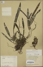 Image result for Entada chrysostachys