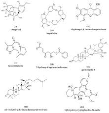 Image result for Sphaerocoryne gracilis
