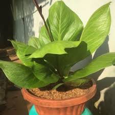 Bunga krisan alias seruni merupakan sejenis tumbuhan berbunga yang kerap ditanam di pot atau dikembangkan dalam jumlah besar untuk kemudian dijual. Tanaman Hias Dalam Pot