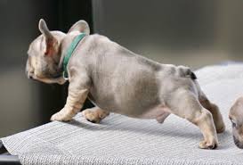 It is a vital requirement for them to be a carrier and have the dominant lilac gene. Jersey Blue Sable Male Frenchieforsale Frenchie4sale Frenchbulldogforsale Frenchbulld Blue French Bulldog Puppies French Bulldog Blue Fawn French Bulldog