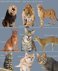 They are also the only true social cat species on the planet. Wild Cats Of Africa For Kids Poc