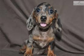 Jazlyn Dapple Female Miniature Dachshund Puppy Dapple Dachshund Dachshund Puppies For Sale Wirehaired Dachshund Puppy