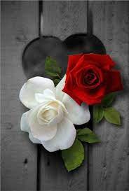 Maybe you would like to learn more about one of these? Rose Rose Flower Wallpaper Beautiful Rose Flowers Flower Wallpaper