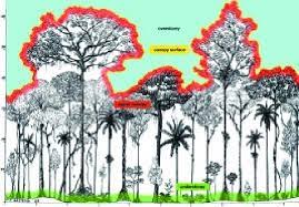 Now $57 (was $̶8̶4̶) on tripadvisor: Different Sub Zones Of The Forest Canopy Drawing Francesco Gattesco Download Scientific Diagram