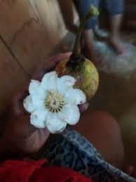 Image result for Garcinia mangostana