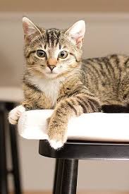 Yesim Cats Raining Cats And Dogs Pretty Cats
