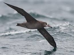 Black-footed Albatross Identification, All About Birds, Cornell Lab of  Ornithology