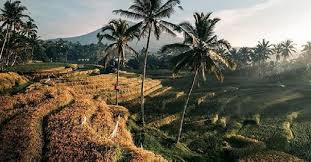 Tato sayap kupu kupu di selangkangan. Usai Covid 19 Asyik Menjelajahi Desa Pupuan Bali Sawahnya Indah Berundak Undak